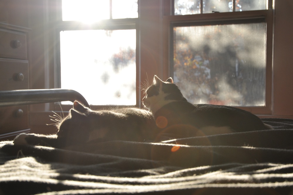 Lazy sun-soakng cats