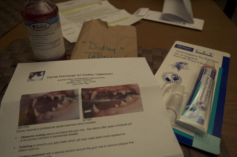 dudley-teeth-cleaning